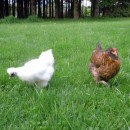 Newman | Chicken humour